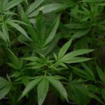 No Seatbelt Leads To Felony Cannabis Charge: Police