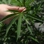 Illinois regulators propose allowing licensed cannabis producers to grow outdoors