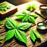 Don’t miss the cannabis bus