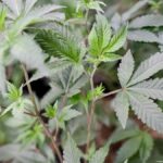 U.S. Eagle Federal Credit Union to exit cannabis banking Nov. 1