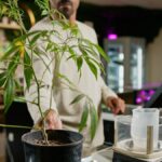 Navigating Massachusetts’ new marijuana retailer license cap: A guide for investors and operators