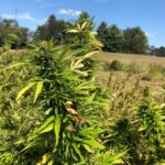 Kentucky farmers, businesses call on Congress to pass extension on intoxicating hemp ban