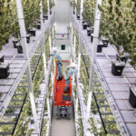 European acqusition powers cannabis company Organigram to record revenues
