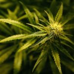 Subterranean £500k cannabis farm found by police