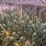 Eight arrests after 14 Vietnamese-linked cannabis grow houses busted