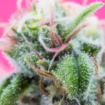 The Flavor Labs Don’t Measure: What is Terpene Testing Missing?