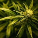 St Helens man admits possessing cannabis with intent to supply