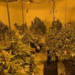 Police dismantle 125-plant cannabis farm in Great Harwood