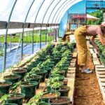 Cannabis cultivators struggle toward profitability