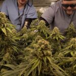 Read the lawsuit against Proper Cannabis over pot smell coming from it Rock Hill cultivation warehouse