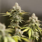 Ohio dispensary closes after reports of serious health effects