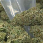 Cortez Masto cosponsors bill reforming banking for cannabis businesses