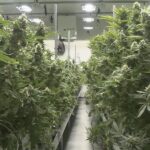Virginia releases marijuana sales regulations draft