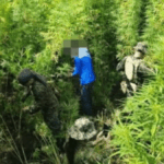 P5.49-M marijuana plants destroyed in Kalinga