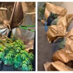 Cannabis cultivation ‘not victimless crime’ says Causeway Coast and Glens PSNI