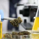 French Trade Groups Prepare For Key CBD Ruling