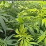 Pennsylvania Auditor General releases performance audit of state’s medical marijuana program