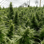 Farmers, business owners in limbo as federal ban threatens Kentucky hemp industry
