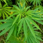 Is your hemp crop too thirsty? New drone data reveals the truth