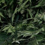 Behind the driver’s seat of car in Kelso, police found more than a kilogram of cannabis