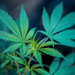 Teen Marijuana Use Hits All-Time Low As More States Legalize It For Adults, Federal Data Shows