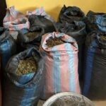 31-year-old man arrested over suspected cannabis plantation at Mangoase