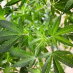DEA Opposes Marijuana Rescheduling Opponents’ Request For New Testimony And Document Discovery In Ongoing Hearing