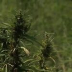 Nebraska Medical Cannabis Commission holds hearing on rule changes almost two years after voter mandate