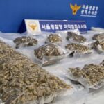 Drug Suspect Who Distributed Drugs in Korea While on the Run Overseas for 8 Years Caught Through International Cooperation