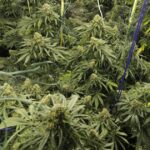 Bury man avoided prison after admitting cannabis supply