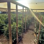 Deputies finds marijuana, dangerous pesticides in Valley Acres