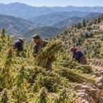 Pipedream? Africa’s cannabis licensing push outpaces evidence of commercial returns