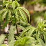 Mo. files new proposed regulations for cannabis business ownership, product recalls