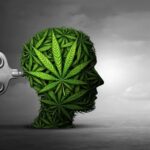 Why Too Much Cannabis Can Flip an Anxiety Switch in the Brain