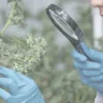 Decibel Cannabis Responds to Unsolicited Tender Offer