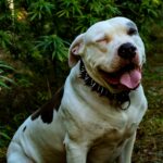 There’s Bacon-Flavored Weed for Your Pets Now
