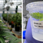 Gene-Edited Cannabis Is Already Here. Who Gets to Own It?