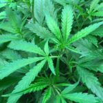 Ballot Question 8 looking to change marijuana laws
