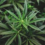 Man who buys cannabis seeds online to grow at home caught by police with nine plants inside property