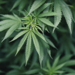 North Mankato Reduces Buffer Zones for Some Cannabis Businesses