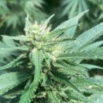 Cannabis Potency: Weed Is Stronger, but Is It Better?
