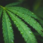 Behaviour concerns led to man’s arrest for cannabis possession