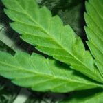 Holyoke cannabis dispensaries can extend hours under new pilot program