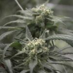 What happens if Massachusetts repeals legal recreational marijuana sales?