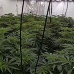 Kent drug dealer jailed after police find ‘secret room’ for cannabis growing