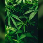 Colorado Marijuana Testing Audit Finds Major Gaps