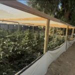 Man arrested after deputies allegedly find 660 marijuana plants & dangerous pesticides