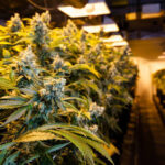 Robbinsville Council Hears Pitches From Four Cannabis Dispensary Applicants