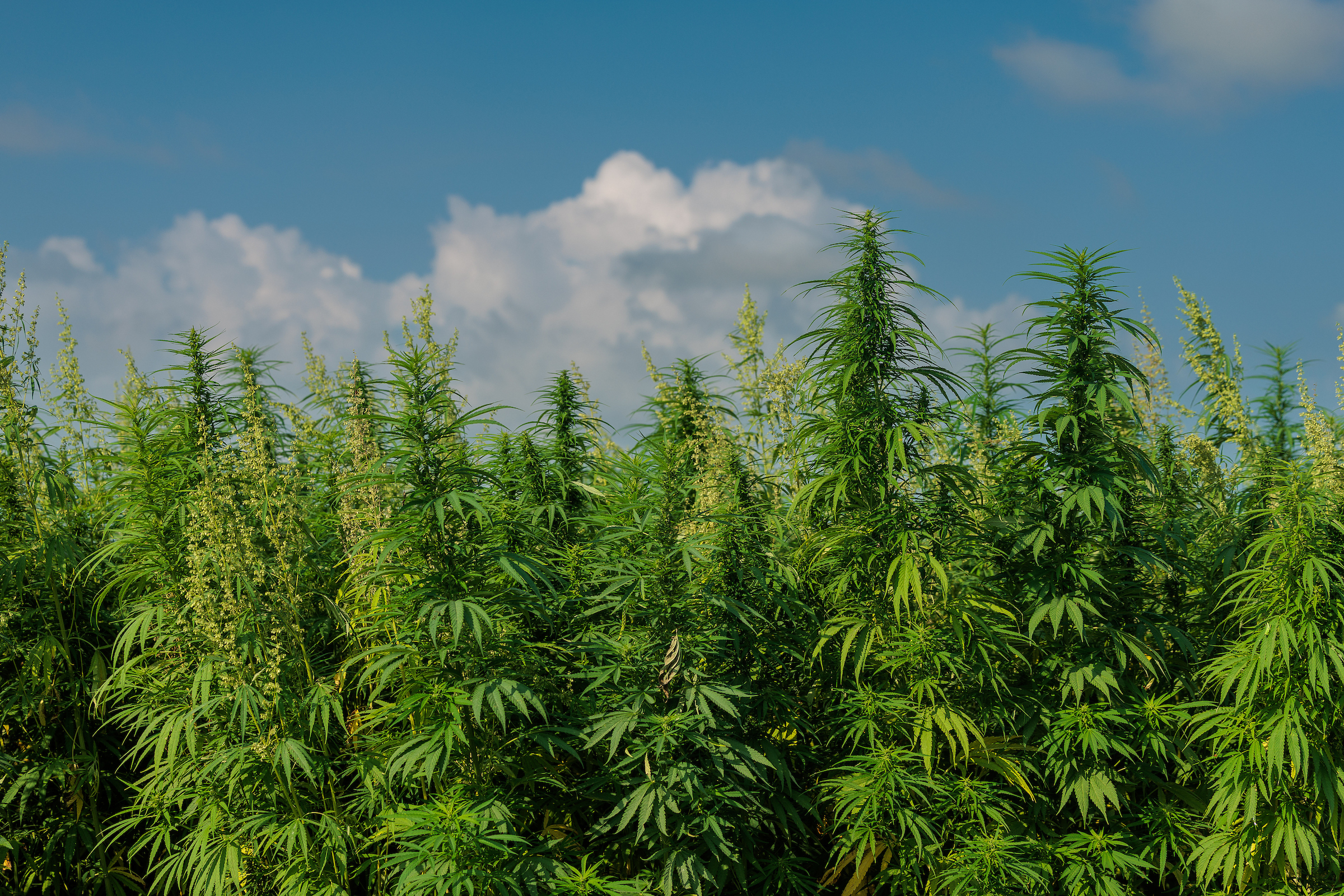 A field of tall green cannabis plants under a bright blue sky with scattered white clouds.