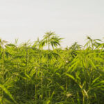 EU Backs Whole-Plant Hemp Framework, But Member States Keep End Use